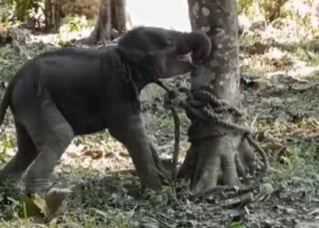 Heartwarming Rescue: Abandoned Elephant Calf Finds Hope and Safety in Sonitpur