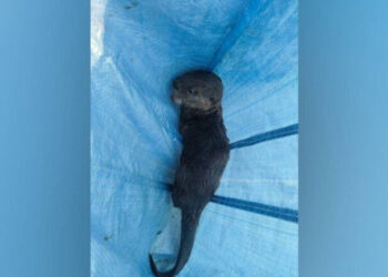 Heartwarming Rescue: Rare Baby Otter Saved on the Banks of the Majestic Brahmaputra in Tezpur