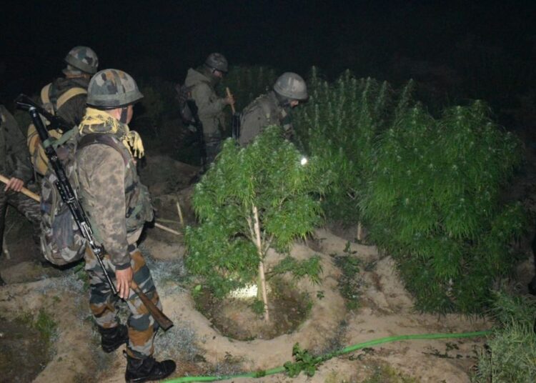 Assam Rifles Triumphantly Eradicates Illegal Rs 3.5 Crore Cannabis Plantation in Tripura