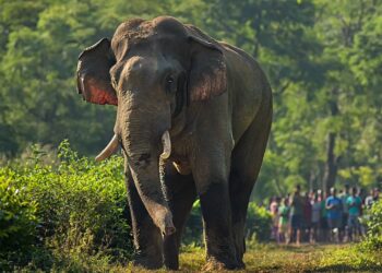 Tragic Loss: Beloved Elephant’s Life Cut Short by Suspected Electrocution in Sonitpur