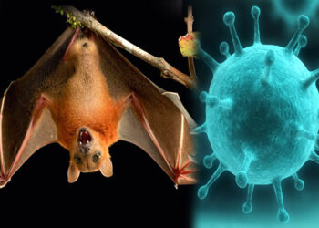 Bat coronavirus : চীনৰ য়ুহানত নতুন ভাইৰাছ, পুনৰ আহিব নেকি ভয়ংকৰ বিপদ?
