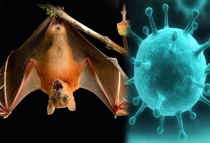 Bat coronavirus : চীনৰ য়ুহানত নতুন ভাইৰাছ, পুনৰ আহিব নেকি ভয়ংকৰ বিপদ?