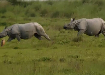Kaziranga National Park : তিনি মাহত কাজিৰঙাত দুই লক্ষাধিক পৰ্যটকৰ ভ্ৰমণ