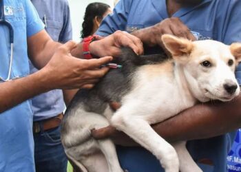 Rabies Outbreak in Manipur I Deadly Crisis Engulfs Hundreds in Fear and Desperation
