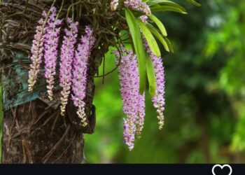 Assamese new year I কৃষ্টিৰ উৰ্বৰা ভূমিত সৃষ্টিৰ বছৰ হওক আগন্তুক বছৰটো