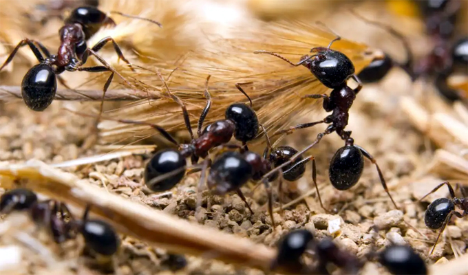 Ants Population : পৃথিৱীত কিমান প্ৰজাতিৰ পৰুৱা আছে ? বিজ্ঞানীয়ে কি কয়