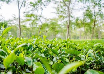 Assam CM Offers Rs 5,000 Aid to Tea Garden Community on International Tea Day