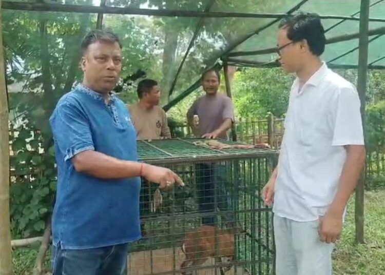 ডিফুত সাংবাদিকৰ প্ৰচেষ্টাত দুষ্প্ৰাপ্য পহু উদ্ধাৰ, বন বিভাগক হস্তান্তৰ