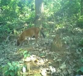 Wild dog found in Kaziranga I  কাজিৰঙাত বিৰল প্ৰজাতিৰ ৰাং কুকুৰৰ সন্ধান