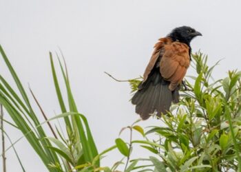 Discover the Rich Biodiversity: First Grassland Bird Survey in Kaziranga