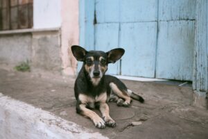 Street dog । 