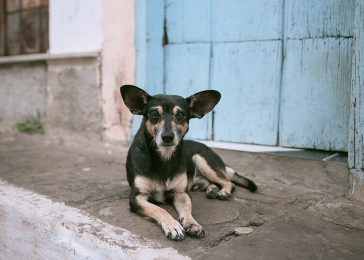 Street dog । এবাৰ কামুৰিলে ১০ দিনৰ কাৰাবাস দুবাৰ কামুৰিলে যাৱজ্জীৱন কাৰাদণ্ড, পথৰ কুকুৰ সন্দৰ্ভত কঠোৰ যোগী চৰকাৰ