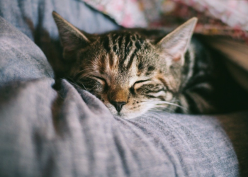 Cat lover I মেকুৰী পোহাত পৰিয়ালৰ আপত্তি বাবেই চৰম সিদ্ধান্ত যুৱতী চিকিৎসকৰ