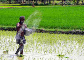 Rice production : বৰ্ধিত উষ্ণতা আৰু বায়ু প্ৰদূষণ : ২০৩৫ চনৰ ভিতৰত দিশৰ কিছু অংশত ধানৰ উৎপাদন ৭৫ শতাংশলৈকে হ্ৰাসৰ সম্ভাৱনা