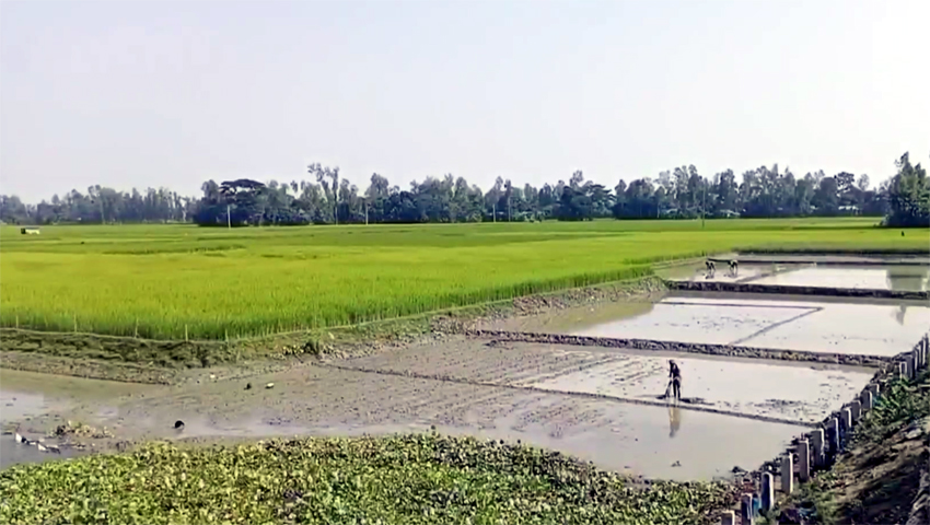 rice1 | ASSAM TIMES POST